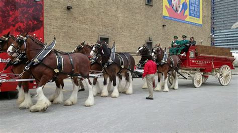 ! from Sign in Try for free Sign in Try for free Price Guide M. . World champion clydesdale team budweiser